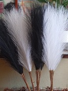 Czarna trawa pampasowa 40 sztuk 