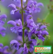 Szałwia łąkowa (Salvia pratensis)-miododajna  (5szt)
