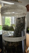 Heteropoda Boiei L1/L2