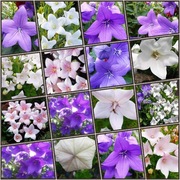 Rozwar wielokwiatowy - MEGA KOLEKCJA - 3 opakowania nasion 