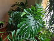 Monstera deliciosa (dziurawa), OGROMNA, XXL 