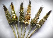 Palmy wielkanocne Boho 100% naturalne 35 cm