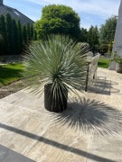 Juka Rostrata mrozoodporna 