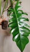 Philodendron narrow escape duża rosnąca roślina
