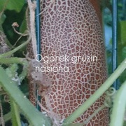 Nasiona  ogórków gruzin 