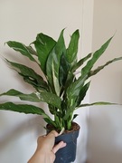 Skrzydłokwiat variegata Spathiphyllum