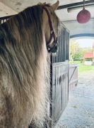 Zjawiskowy ogier arabski czystej krwi