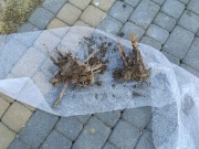 Sadzonki piwonia ogrodowa 