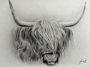 Rysunek ołówkiem Krowa Szkodzka ołówek 