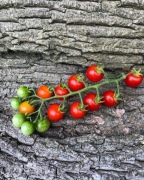 MATT’S WILD CHERRY  Pomidor Kolekcjonerski 