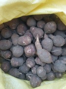 Topinambur 8kg witaminy odporność detoks antyoksydanty cukrzyca 