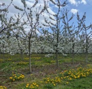 Przycinanie drzew owocowych, krzewów, pielęgnacja ogrodu.