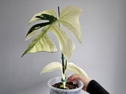 Monstera Jungle Mint Full pędówka naturalna nie tc z nowym szczytem +stożek