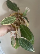 Hoya macrophylla albomarginata