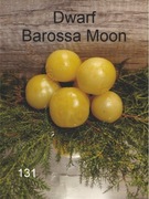 131-Dwarf Barossa Moon. Pomidory kolekcjonerskie.