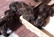 Cockapoo F1b, xs, brązowe, pieski i suczki, tata FCI biało/ czarny