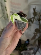 Hoya polyneura variegata | hoja, hoya