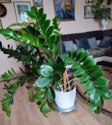 ZAMIOCULCAS (ZAMIOKULKAS ZAMIOLISTNY) DUŻY XL