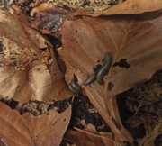 Krocionóg wij Anadenobolus monilicornis