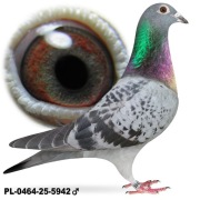 Samica po Oryg. A&W Drapa Mocny Inbred Pokerface 12x1 konk