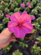 Surfinia Sanguna Mega Rose 