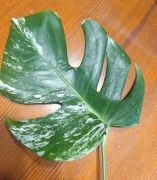 Monstera deliciosa variegata 