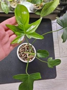 Philodendron pedatum - sadzonka ukorzeniona