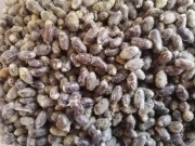 Murarka Ogrodowa Kokony 100 szt.