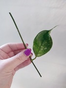 Hoya Coriacea Silver - do samodzielnego ukorzenienia