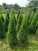 Tuja Smaragd