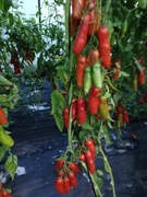 Pomidor Aurija 15 Nasion