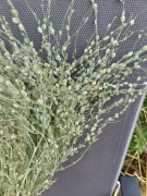 Lepidium zielone  trawy zboże suszone naturalne susz krajowy