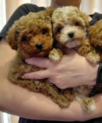 Śliczne szczeniaki Maltipoo (2 suczki i 1 piesek), Marki koło Warszawy