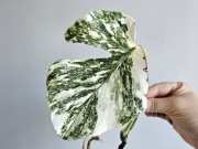 Monstera noID piękne wybarwienie ukorzeniona pędówka 