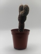 OPUNTIA FULGIDA MONSTRUOSA