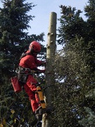 Wycinka drzew Poznań, Luboń, Przeźmierowo, Ławica