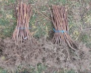 Sadzonki malina czerwona  jesienna malina czarna jeżyna bezkolcowa gigant  