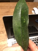 Hoya Finlaysonii hoja