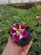 Million Bells -  Double Raspberry Icecream 