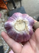 Czosnek polski, odmiana MEGA i Harnaś