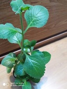 Plectranthus amboinicus ,mięta kubańska wys 42 cm