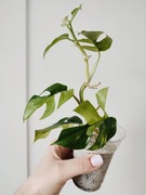 Rhaphidophora Tetrasperma Variegata - sadzonka ze zdjęcia 