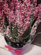 Wrzos sadzonka w kolorowym ubranku!