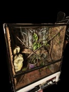 Terrarium duże dla Kameleon Gekon etc. - Warszawa