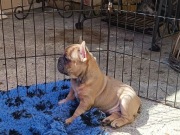 buldog francuski piesek samiec