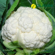 Kalafior Nautilus F1 - Nasiona Holenderskie