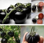 Pomidor czarny sadzonka