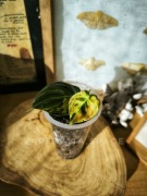 Philodendron melanochrysum variegata melanochryzum filodendron 