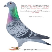 >>Młody Prange prawdziwy unikat  <<