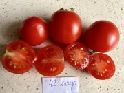 Pomidor 42 Days nasiona kolekcjonerskie